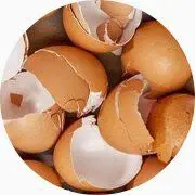 Des coquilles d'oeufs vides, ingrédient du SynerTHROSE de SynerJ-Health.