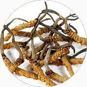 Du cordyceps.