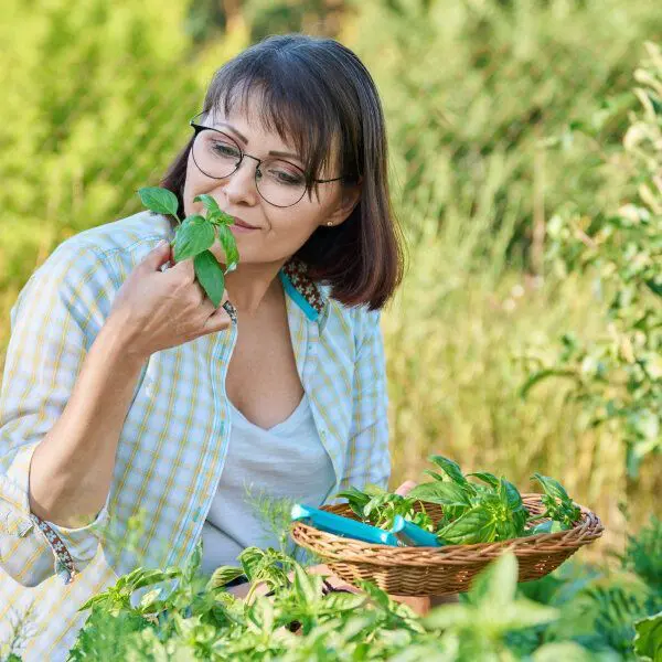 Une dame, la cinquantaine, sent des feuilles basilic qu'elle a cueillie.