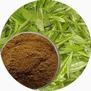 Des feuilles de thé vert.