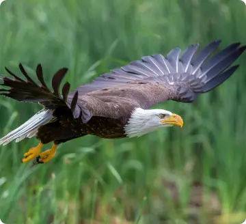 L'aigle chauve de Klamath, l'emblème du laboratoire SynerJ-Health.