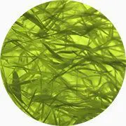 Des filaments d'algue de Klamath.