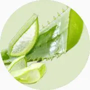 Feuille d'Aloe Vera coupée.