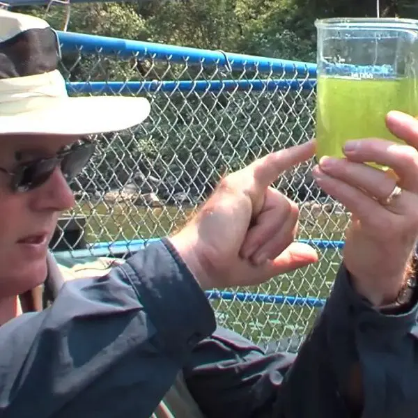 Un scientifique observe avec attention un échantillong d'algue Klamath fraîchement récoltée.