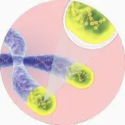 Représentation d'un chromosome et vue sur télomères.