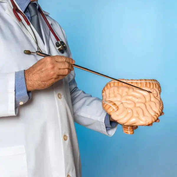 Un docteur pointe un intestin en plastique.