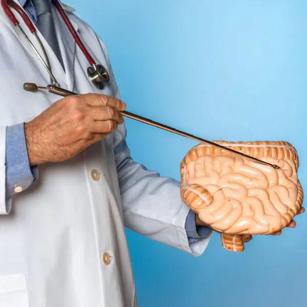 Un docteur pointe un intestin en plastique.