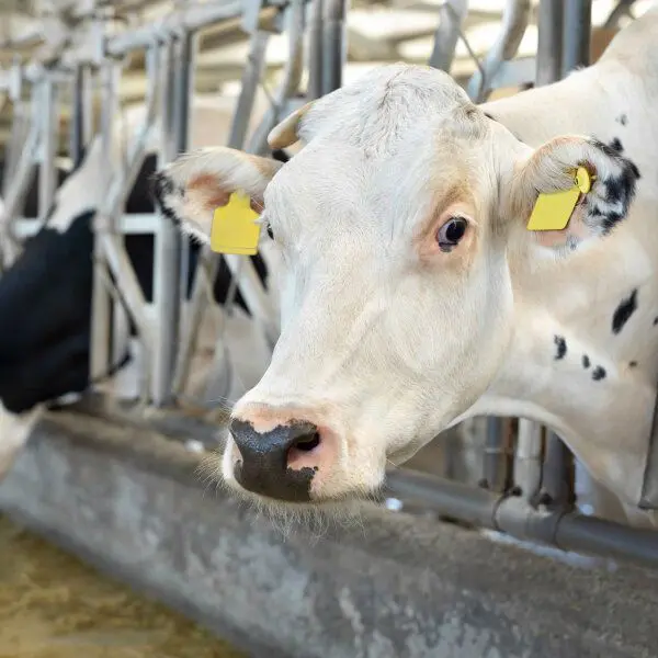 Une vache laitière en intérieur.