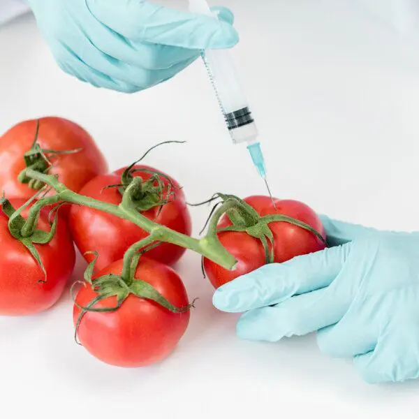 Des mains gantées de scientifique injectent avec une seringue un tomate.