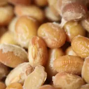Du natto, du soja fermenté.