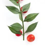 Feuille de houx Ruscus Aculeatus.