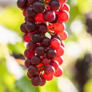 Des raisins rouges, grape de vigne rouge.