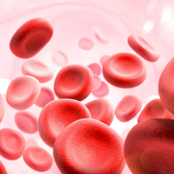 Des globules rouges dans une veine.