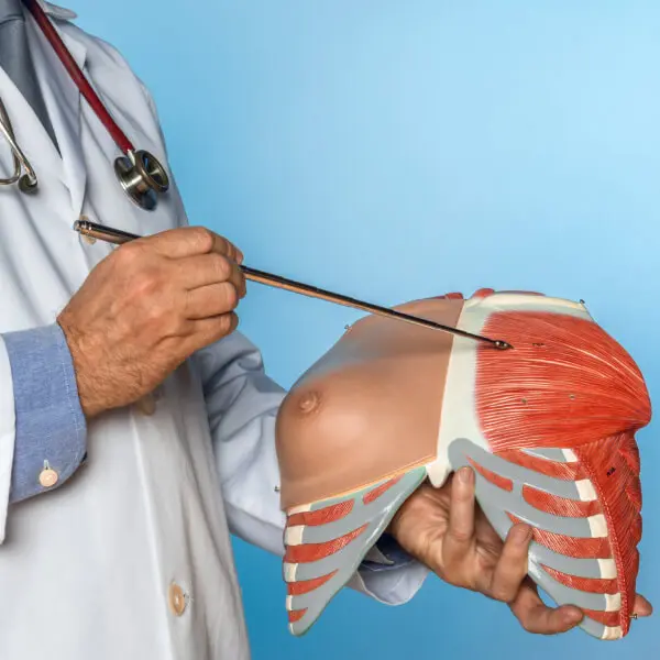 Un docteur pointe un muscle en plastique.