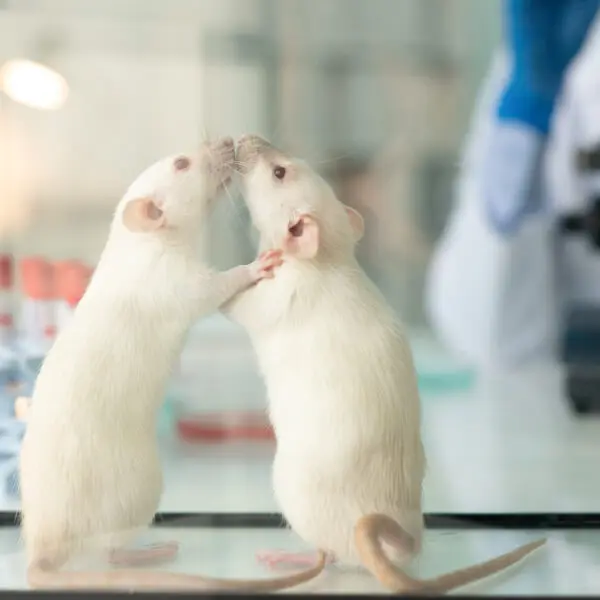 Deux rats de laboratoire testés avec l'algue de Klamath contre l'hypertension.