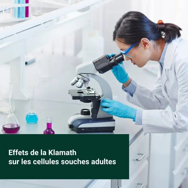 Une scientifique étudie au microscope l'effet de l'Aphanizomenon flos-aquae sur la stimulation des cellules souches adultes humaines.