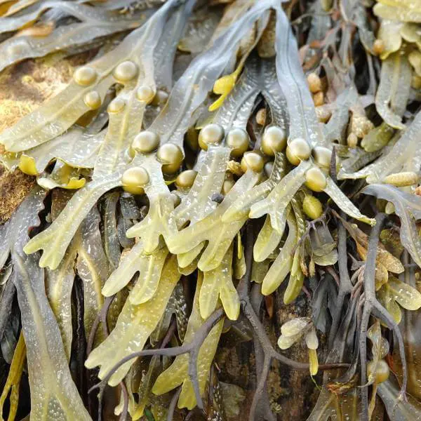 Gros plan sur de l'algue fucus fraîche.