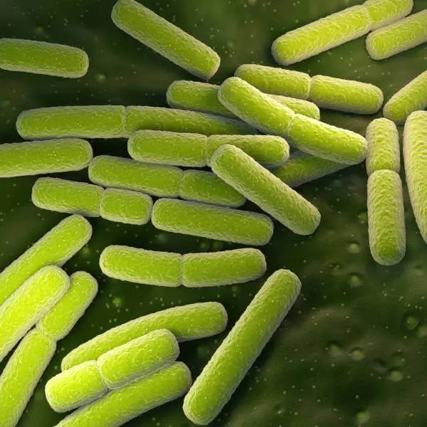 Des bactéries intestinales qui consument les aliments fermentescibles dans l'intestin et provoque des gaz intestinaux.