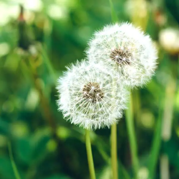 Gros plan sur deux pissenlits dans un jardin.