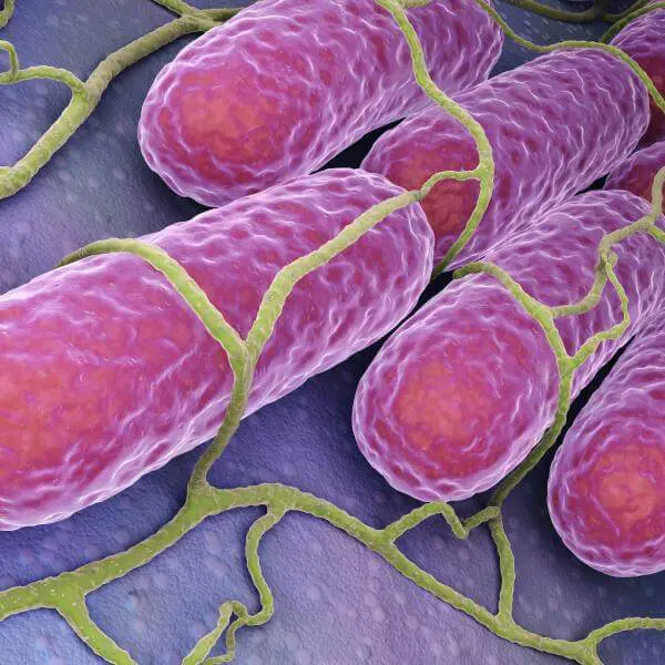 Vue au microscope de bactéries intestinales du microbiote.