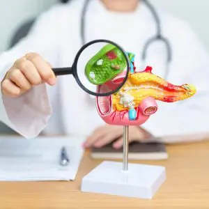 Un docteur appose une loupe grossissante sur un modèle anatomique de pancréas en plastique.