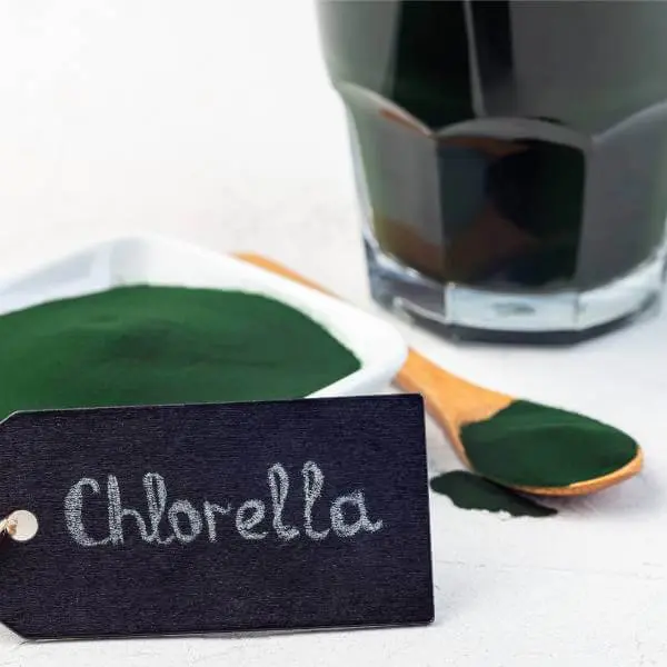 De la chlorelle en poudre et dans un verre d'eau pour éliminer les métaux lourds.