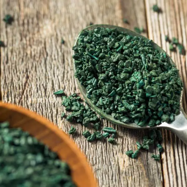 Des paillettes de spiruline dans une cuillère, pour se débarasser des métaux lourds.