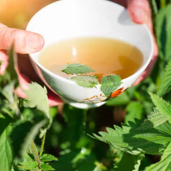 Un bol de soupe d'ortie, un aliment pour purifier le sang.