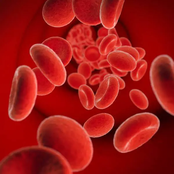 Illustration de cellules rouges porteuses d'oxygène dans le sang.