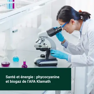 Une scientifique étudie au microscope les propriétés de la phycocyanine de Klamath et de son potentiel en biogaz.