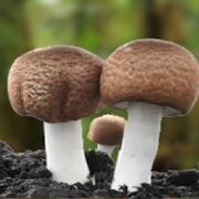 Agaric du Brésil, contribue à l'immunité cellulaire.