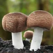 Agaric du Brésil, contribue à l'immunité cellulaire.