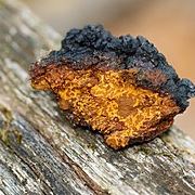 Chaga, champignon roi.