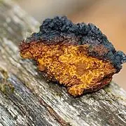 Chaga, champignon roi.