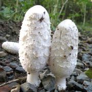 Coprin chevelu, aide à réguler la glycémie.