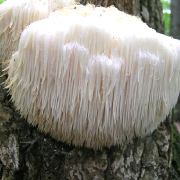 Hydne hérisson, crinière de lion.