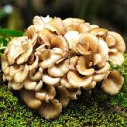 Maitake, renforce les défenses immunitaires.