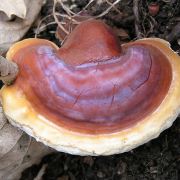 Reishi, renforce les barrières immunitaires.