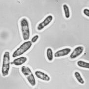 Saccharomyces Bayanus, contribue à la fermentation intestinale.