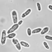 Saccharomyces Bayanus, contribue à la fermentation intestinale.