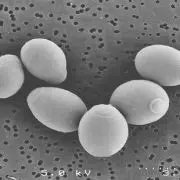 Saccharomyces Boulardii​, contribue à l'équilibre intestinal.