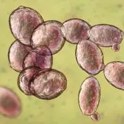 Saccharomyces Cerevisiae, une levure aux nombreux bienfaits.