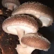 Shiitake, protège l'organisme.