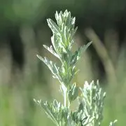 Feuilles d’absinthe utilisées en phytothérapie antiparasitaire.