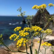 Du fenouil, reconnu pour réduire les ballonnements.