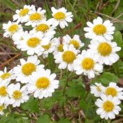 Fleurs de grande camomille aux propriétés digestives et apaisantes.