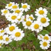 Fleurs de grande camomille aux propriétés digestives et apaisantes.